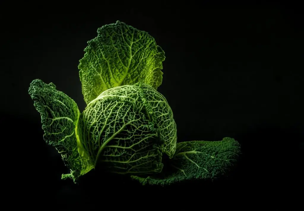 FAQ vegetable, cabbage, green, food, fresh, raw, leaves, green food, green vegetable, green leaves, healthy, nature, black background, food photography
